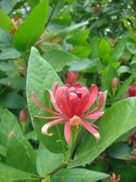 Calycanthus floridus P30 (3)